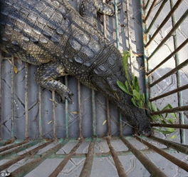 加沙鳄鱼逃出动物园2年被抓 居民晚上不敢出门
