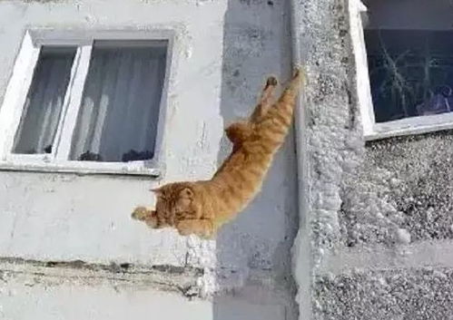 猫咪为什么最容易出现坠楼事件