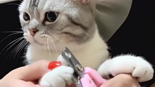 给猫咪剪指甲的注意事项,这些你都知道吗,快来跟我学一学吧 