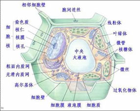 谁能告诉我,细胞核属不属于细胞器