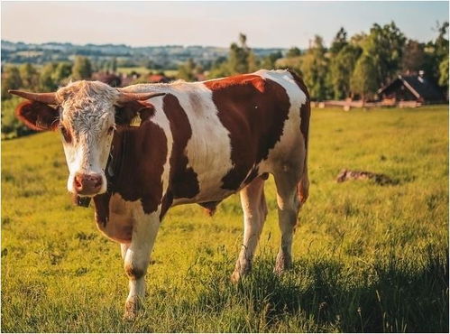 生肖牛 出生在农历8月的属牛女,足智多谋,聚财旺夫能力一流
