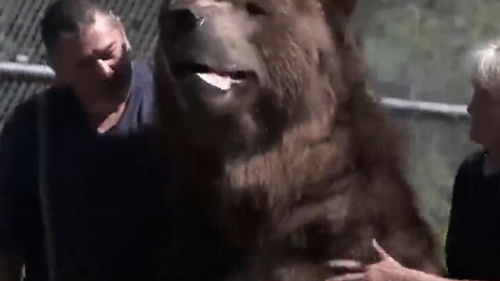 如何能把灰熊当宠物养 那是俄罗斯人的骄傲
