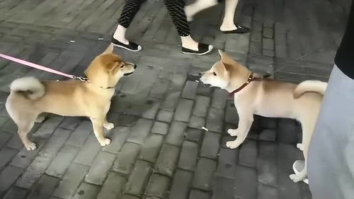 日本柴犬VS中华田园犬 