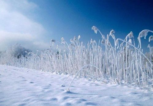 写雪的唯美诗句 