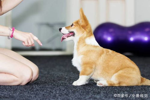 如果你有一只柯基犬,那么不妨看看这篇文章,或许会收获许多