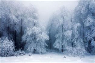 严寒中的静谧温馨 拍出世界上最美的冬雪 