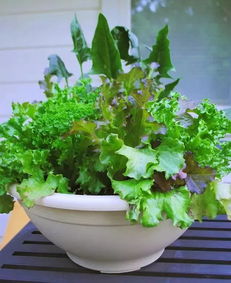 如果你想要尝试一下盆栽蔬菜,它应该是最好的选择了 两周就能吃 