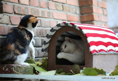 流浪猫在雨季无家可归,偶遇铲屎官在为其搭建猫窝,满眼都是感激