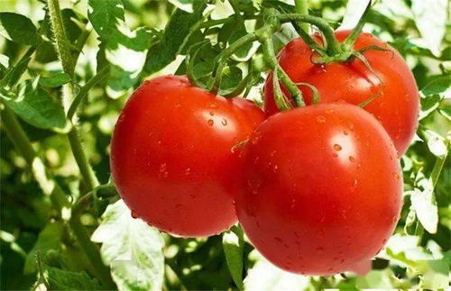 西红柿种植技术与管理方法,种西红柿要怎么种？这期间要怎么管理