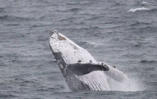 壮观 座头鲸成群迁徙回澳场面浩荡 