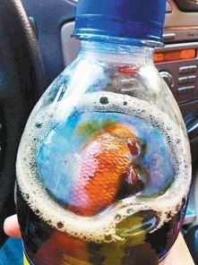 百事可乐喝出死鱼图片 金鱼是如何出现在瓶子中的 