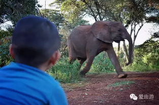 带孩子去100次动物园不如去亲近肯尼亚