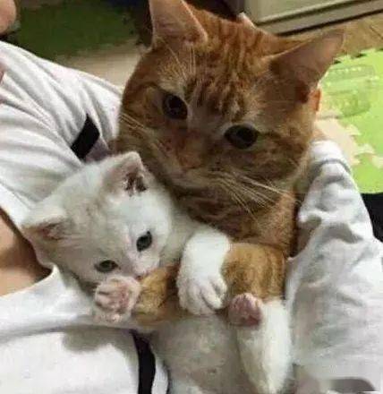小伙捡回家一只小白猫,橘猫却抱着不肯撒手,网友 找了个童养媳