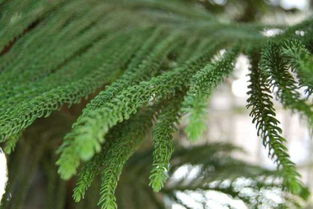 南洋杉是什么植物