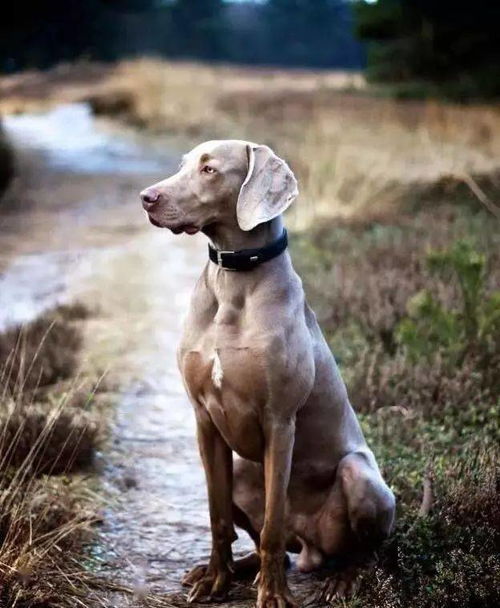 十大冷门犬种,其实也是勇猛 魅力十足的猛犬