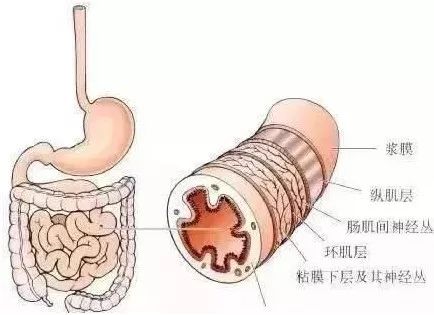 让消化道疾病无处可藏 我院消化内镜中心引进新超声内镜