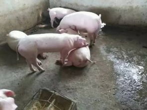 饲养管理 养猪技术 技术中心 猪易网 猪e网 养猪网 