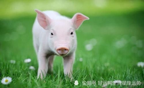 2021生肖猪运势极佳 特别是71年的福气猪,万事大吉