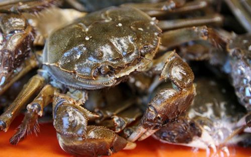 活螃蟹最忌直接放冰箱保存,和养殖户学一招,一周还鲜活,不掉肉