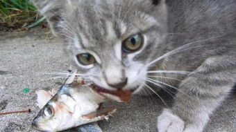 猫吃鱼 – 
