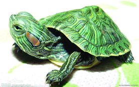 乌龟乌龟（养龟的方法和技巧）