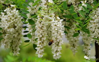 田冬泉 槐花颂