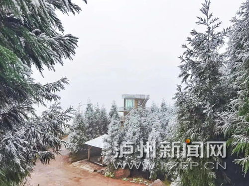 泸州2020年入冬第一场雪,你看到了吗 我,看了个寂寞