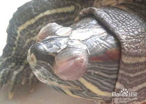 家庭养巴西龟的注意事项 