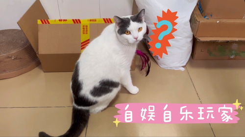 原来猫咪真的会用逗猫棒逗自己,快来看这搞笑的猫操作 