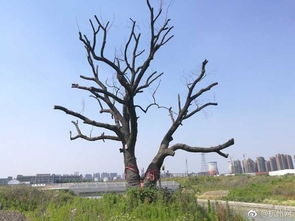 杭州百岁老樟树无人照料 新浪图片 