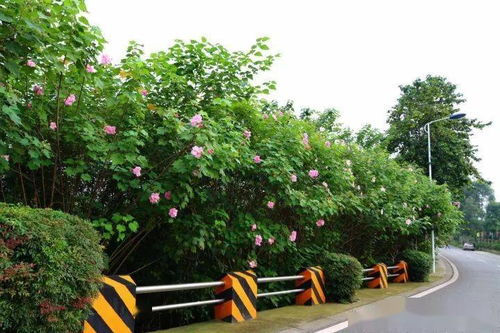 绿道科普 雨后霜前着意红 2020年芙蓉观花指南