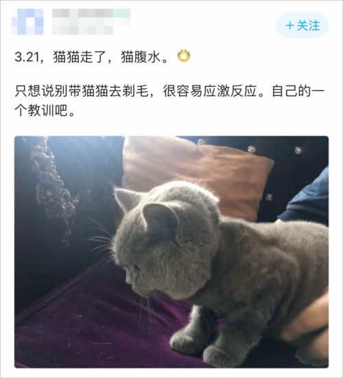 我为什么劝你不要轻易给猫剃毛