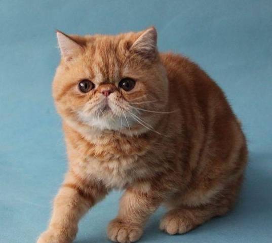加菲猫憨厚可人,性情独立活泼且聪明伶俐,可加菲猫为什么不能养