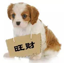 乌鲁木齐的你还没有给你家的爱犬办身份证 小编告诉你如何办 