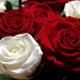 红玫瑰与白玫瑰 品图 