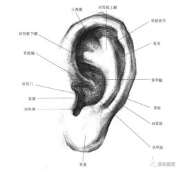 耳朵的构造图以及各部分名称