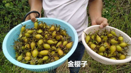 长得像刺猬的金樱子满身尖刺,是泡酒的好药材,这样采摘很安全 