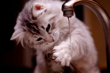 猫一天喝多少水 