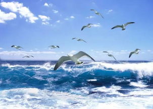初中必读 飞翔的 海鸥乔纳森 ,自由是生命的本质