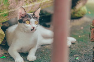 靴子猫的奇幻之旅，一段不平凡的猫生传奇，靴子猫的故事视频