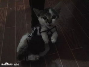 辛苦救助的猫,被我亲手交给了虐猫者