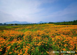 美丽的黄色黑心菊花花海 信息阅读欣赏 信息村 K0w0m Com