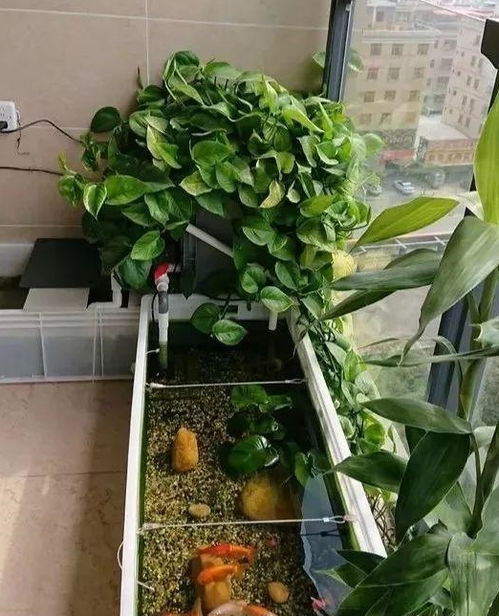 种植绿萝时如何种植造型