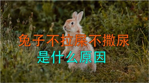 兔子不拉屎不撒尿是什么原因 