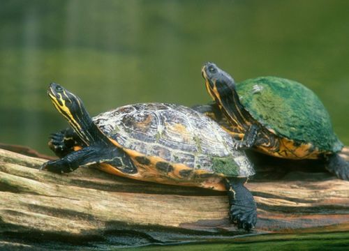 乌龟应该放生到什么地方随便哪个池塘里可以吗 