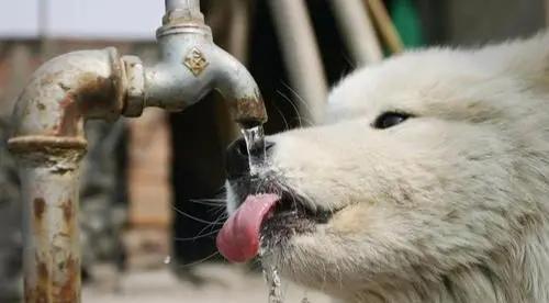 狗狗喝 水 会伤身体 这几种水不要给它喝