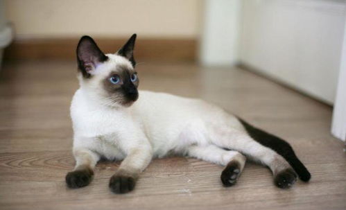 挖煤的暹罗猫,世界著名的短毛猫,不养一只吗