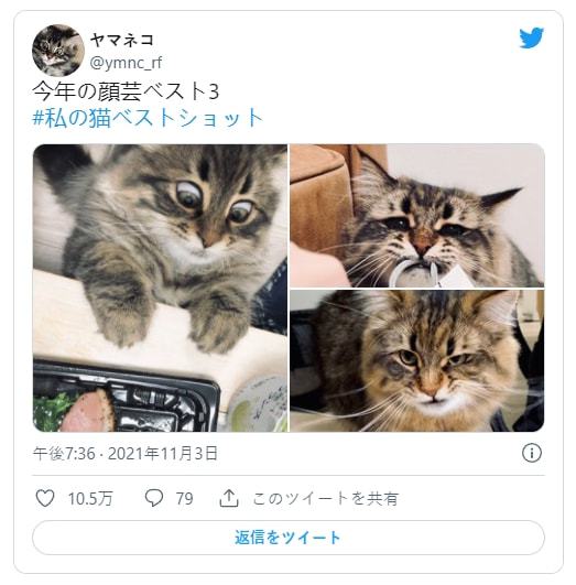 猫趣 被10万人围观的猫咪表情帝,堪称猫界的杨迪,连日常都是戏