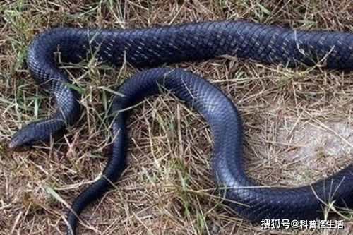 美洲最强森王蛇,还免疫各种毒性 它能否撼动眼镜王蛇的地位