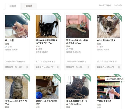 名校志向塾 留学生日本养猫指南